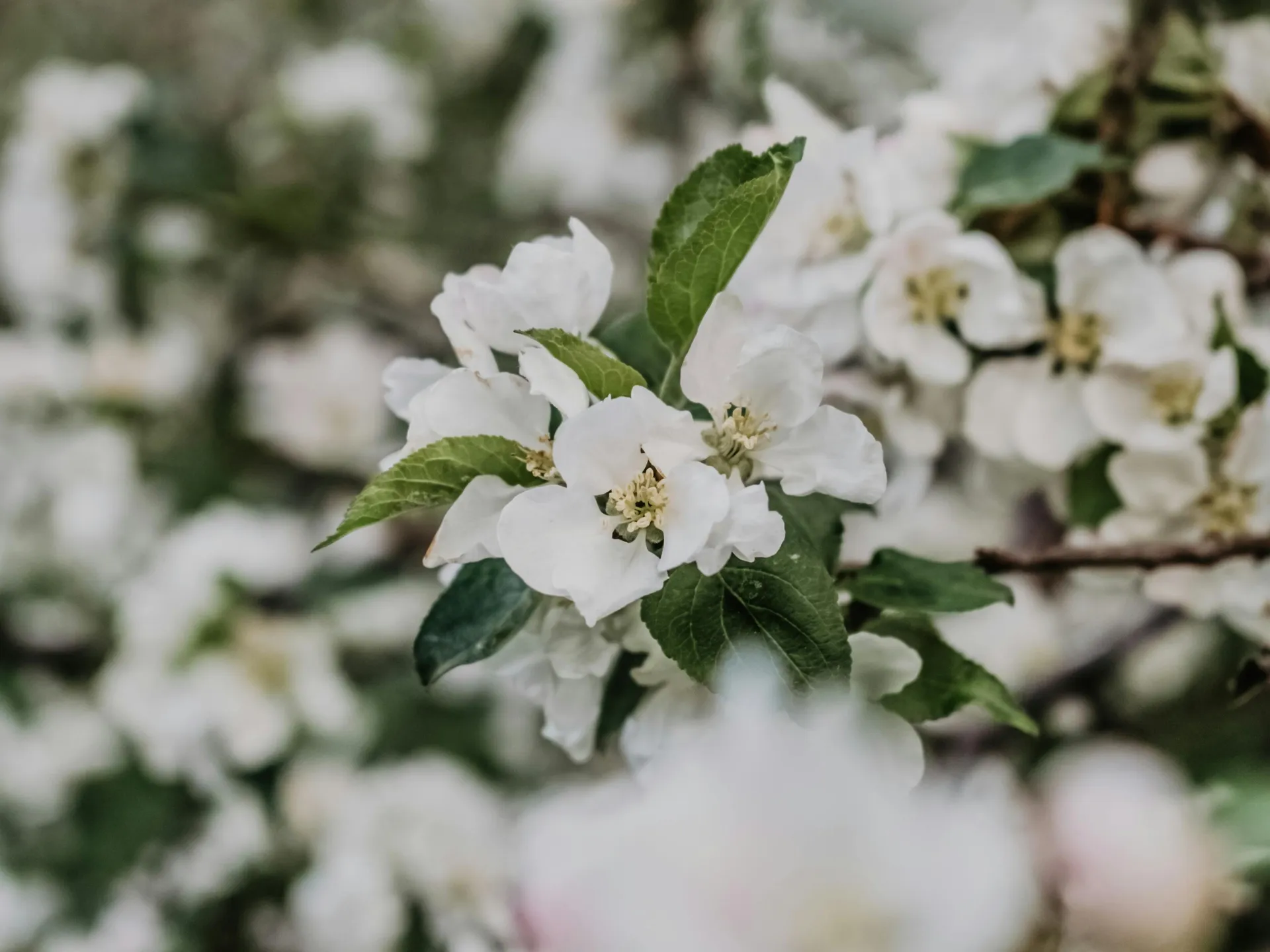 April Showers Bring May Flowers - Pine Straw Heroes in Birmingham AL