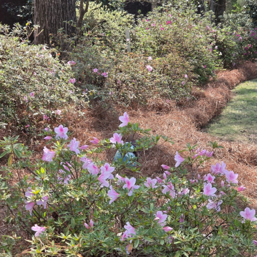 Fresh Long Needle Pine Straw Delivered & Installed in Hoover by Pine Straw Heroes