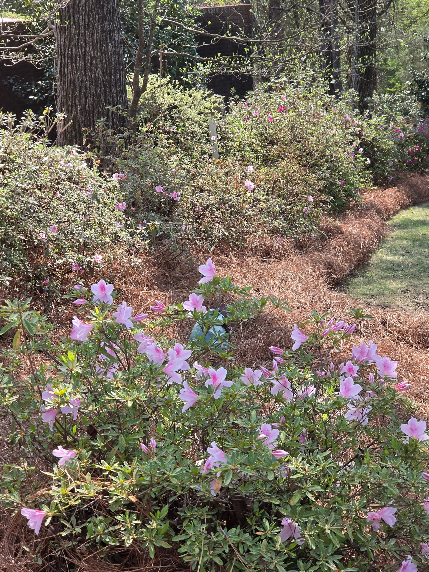Fresh Long Needle Pine Straw Delivered & Installed in Hoover by Pine Straw Heroes