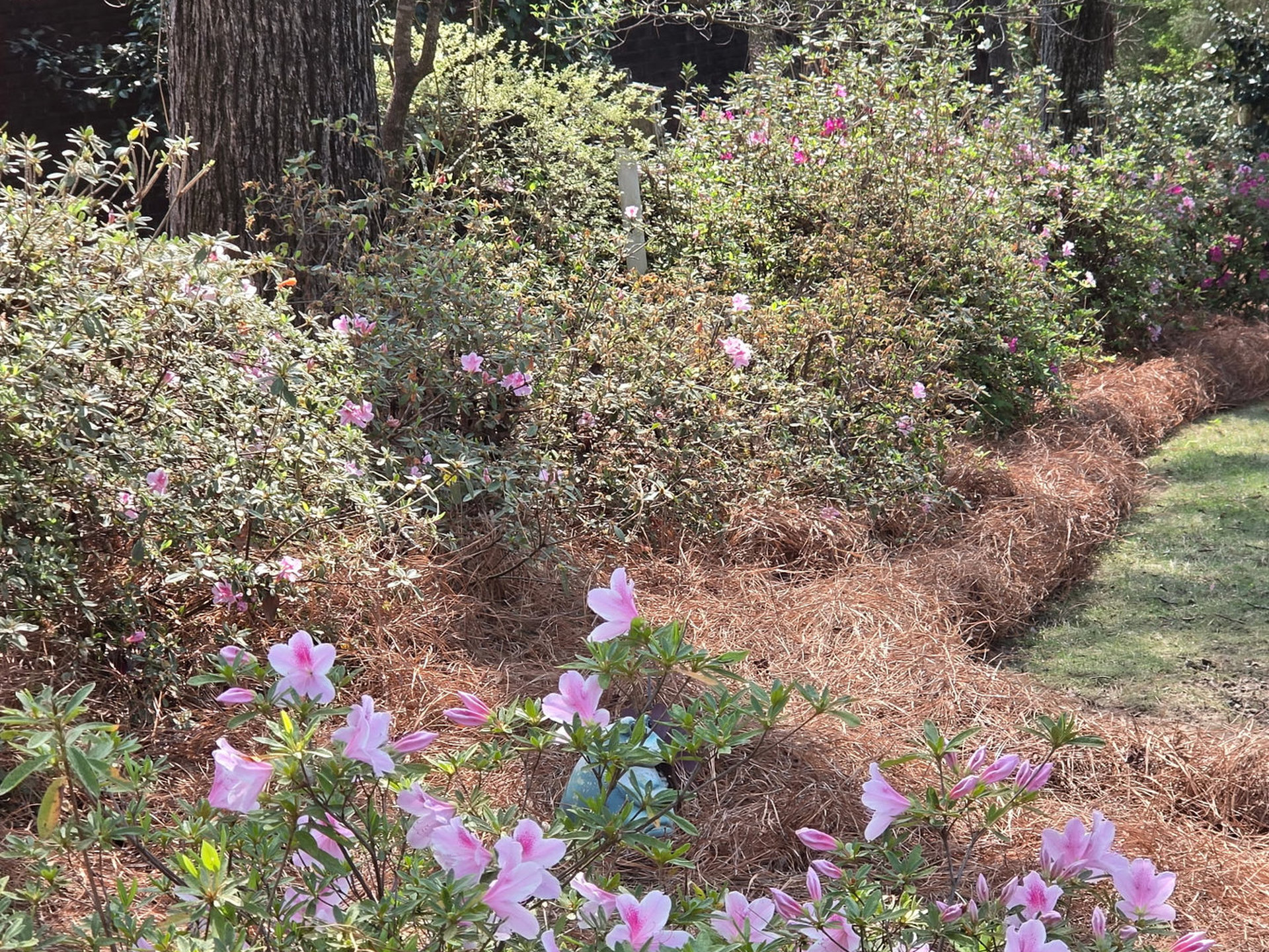 Fresh Long Needle Pine Straw Delivered & Installed in Hoover by Pine Straw Heroes_h