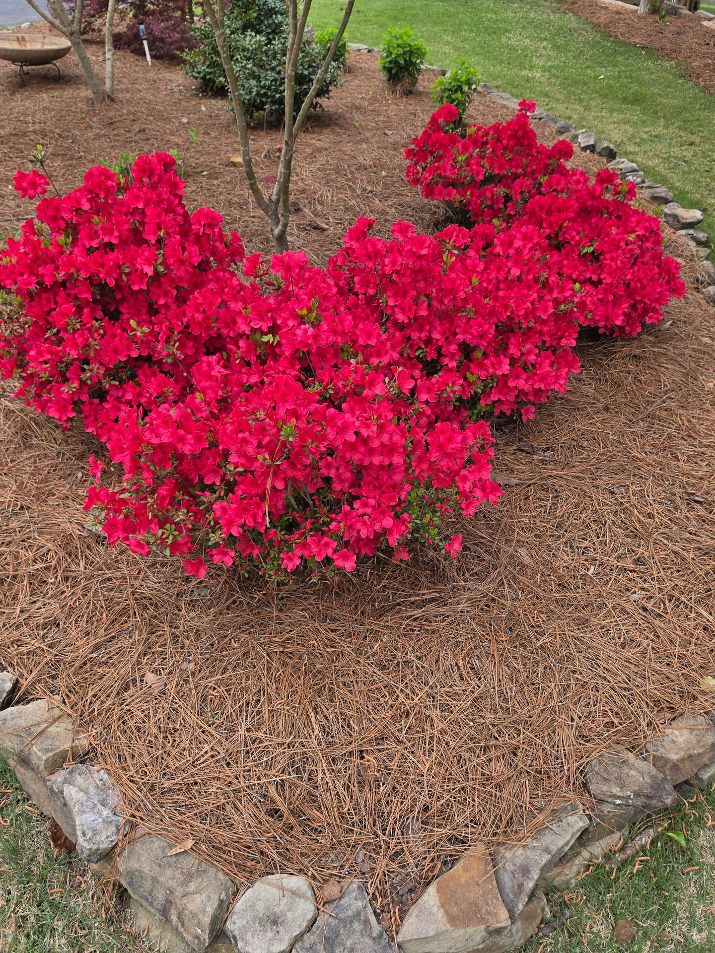 Long Needle Pine Straw Delivery & Installation in Birmingham Lay Lake by Pine Straw Heroes_01