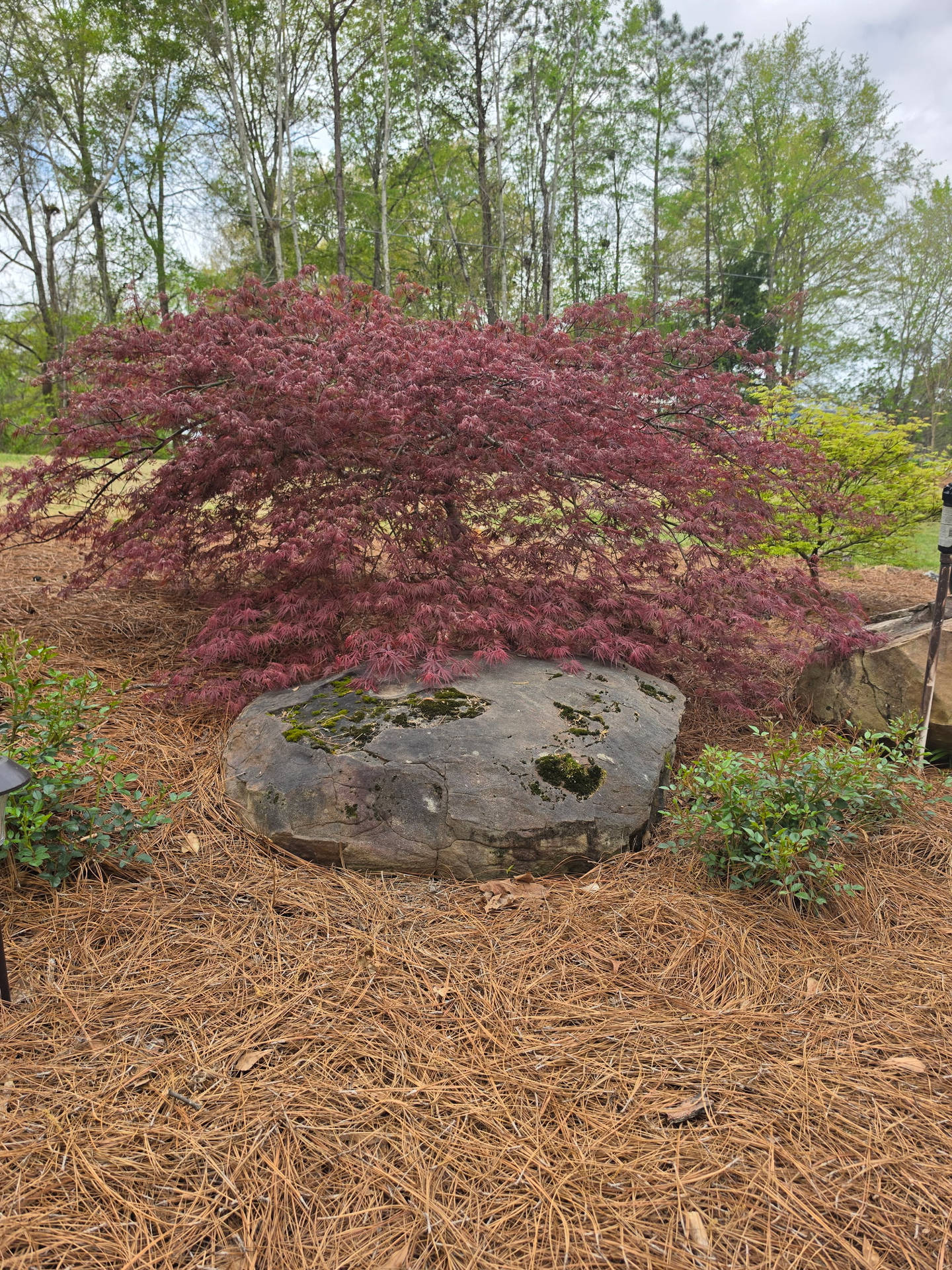 Long Needle Pine Straw Delivery & Installation in Birmingham Lay Lake by Pine Straw Heroes_02