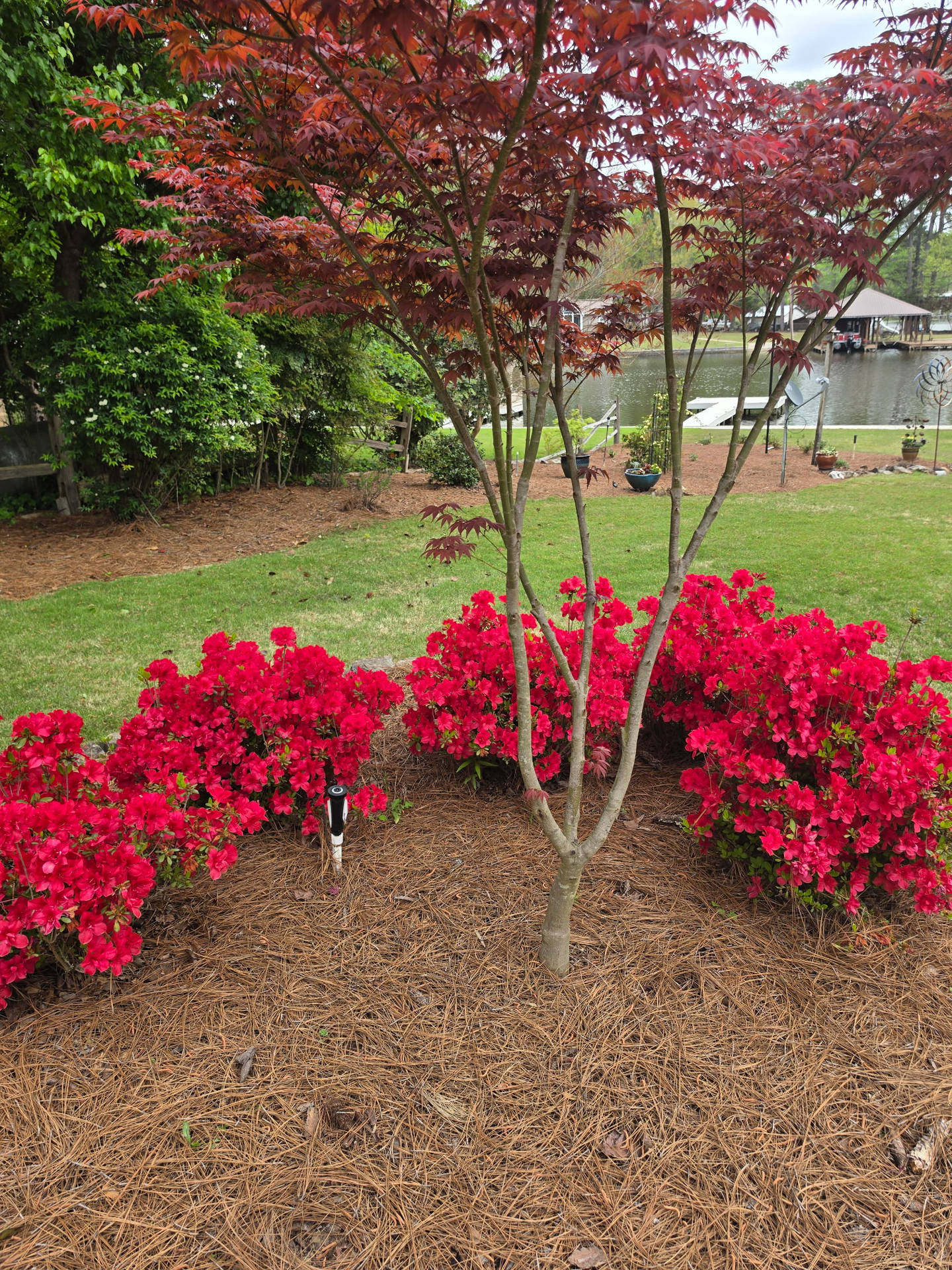 Long Needle Pine Straw Delivery & Installation in Birmingham Lay Lake by Pine Straw Heroes_04